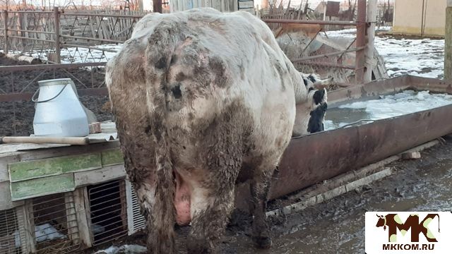 Купить Быков Живым Весом В Орловской Области