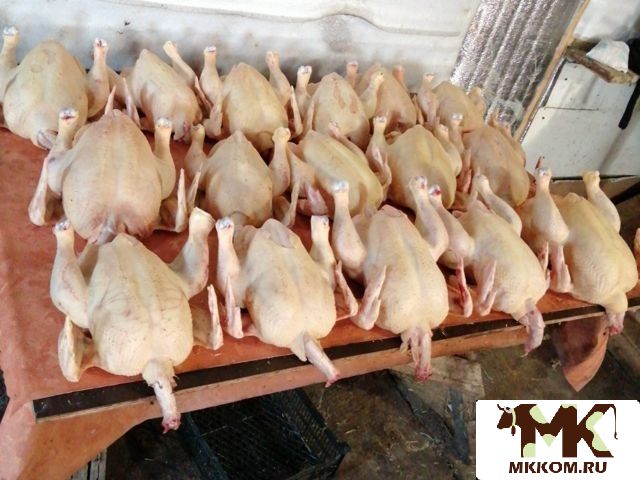 Купить кур в улан удэ. Самая дешевая курица. Курица домашняя Дагестан. Ставрополье куры. Курица Буйнакская.