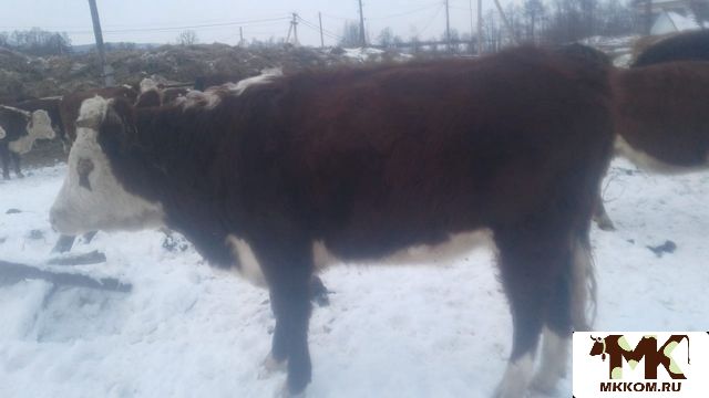 Юла Республика Алтай бесплатные объявления КРС. Купить КРС В Иглино.