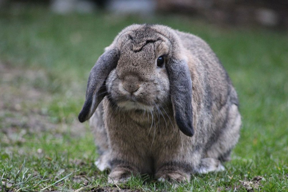 Что же отличает карликового кролика от обычного?